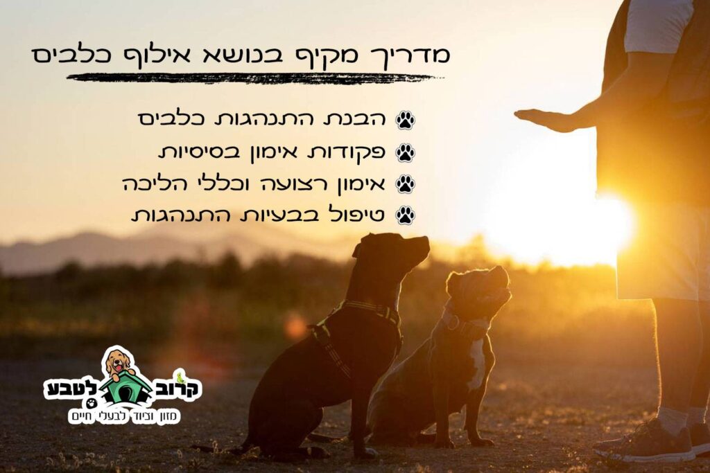 Dog training אילוף כלבים